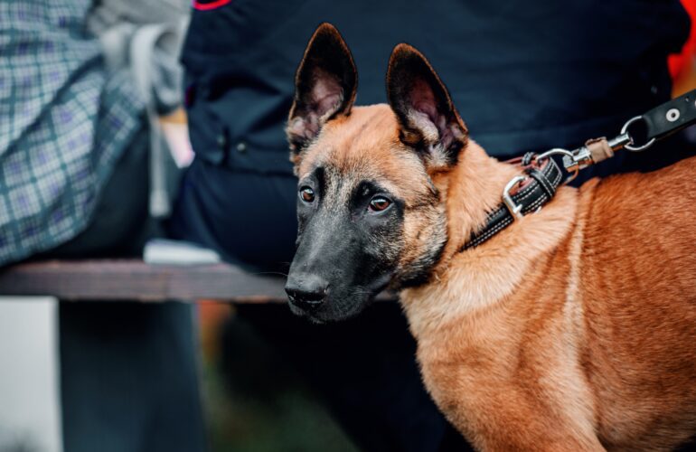 Brown Belgian Malinois with a black snout working K9 handling crowd control at an event.