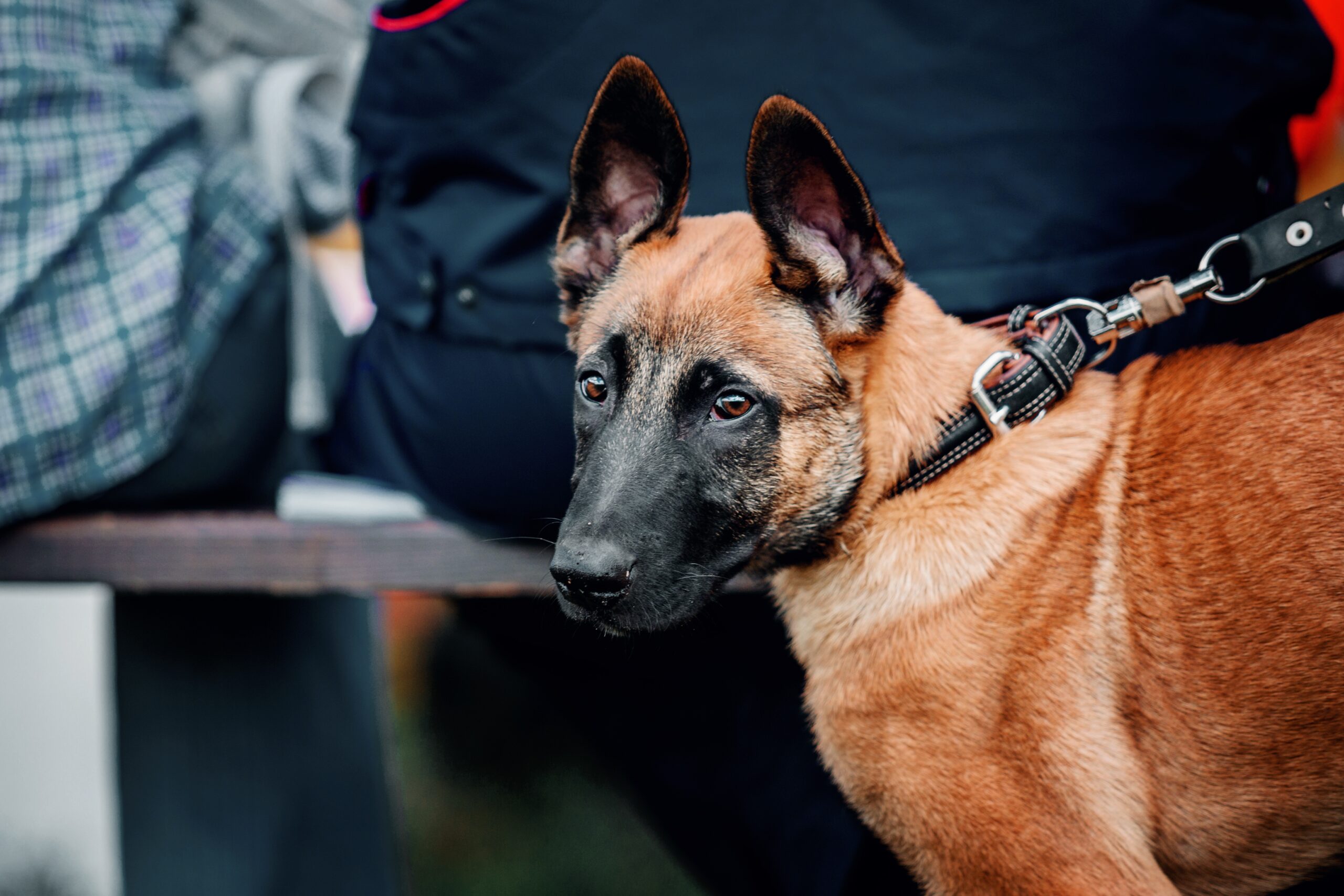 Brown Belgian Malinois with a black snout working K9 handling crowd control at an event.