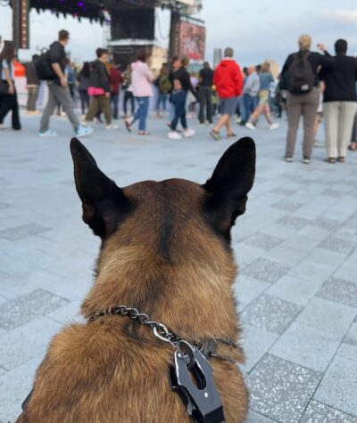 K9 performing crowd control for K9 Outlook at an event. Brown german shepherd in the foreground with people wandering in the background at an event.