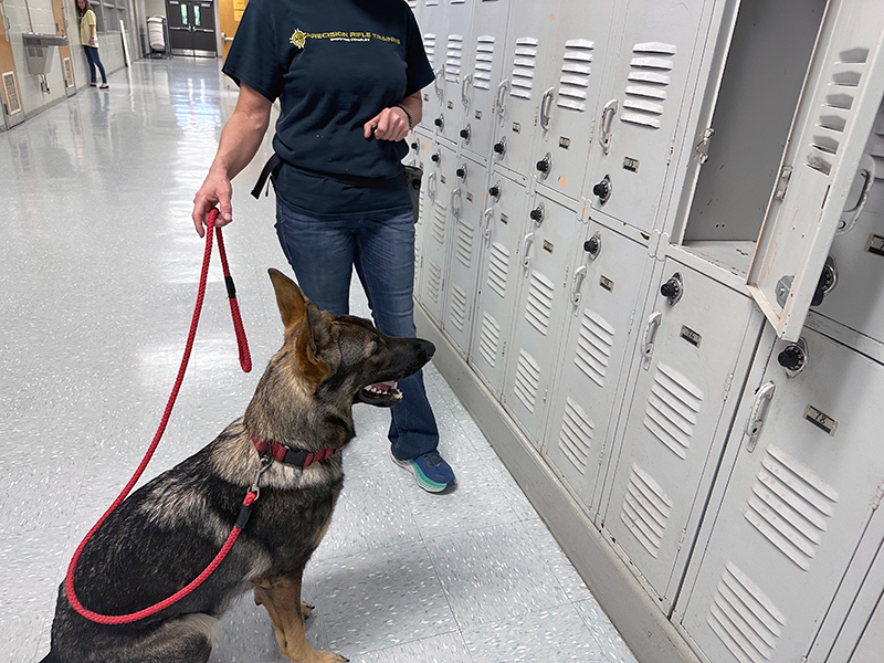 Bomb detection dog seeking explosives, guns, and drugs in a school environment (at the lockers).